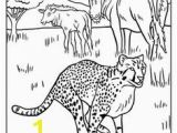 Cheetah Coloring Pages Online African Animals Coloring Pages