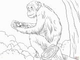 Chimp Coloring Pages Chimpanzee Coloring Pages