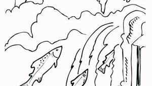 Chinook Salmon Coloring Page Chinook Salmon Coloring Page Awesome Chinook Drawing at Getdrawings