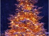 Christmas Wall Murals Uk 7 Best Christmas Tree Wallpaper Images