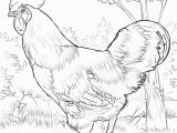 Coloring Pages Free Printable Rooster Rhode island Red Rooster Coloring Page