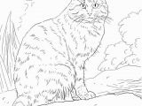 Coloring Pages Of Cats Printable European Wild Cat Coloring Page