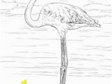 Coloring Pages Of Flamingos Flamingo Coloring Pages Flamingo Colouring Pages