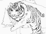 Coloring Pages Of Tiger Cubs Tiger Cub Scouts Coloring Pages Tiger Coloring Pages Popular Awesome