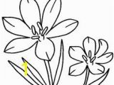 Crocus Coloring Page 118 Best Coloring Flowers Images On Pinterest