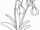 Crocus Coloring Page Snowdrop Flower Coloring Page for Printable Version