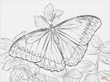 Cute butterfly Coloring Pages butterfly Coloring Pages Free to Print at Coloring Pages