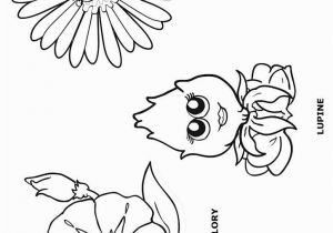 Daisy Flower Garden Journey Coloring Pages Morning Glory Lupine and Daisy