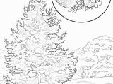 Delaware State Flower Coloring Page States Coloring Pages Colorado State Tree Page Free Printable Best