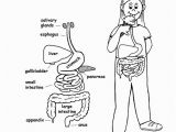 Digestive System Coloring Page for Kids Digestive System organs Coloring Page Younger Students