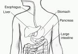 Digestive System for Kids Coloring Pages Digestive System Coloring Page Coloring Home