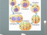 Educational Wall Murals for Schools Amazon Wallmonkeys Mitosis and Cell Cycle Wall Mural