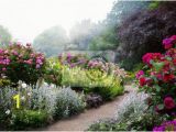 English Garden Wall Murals Art Flowers In the Morning In An English Park Wall Mural