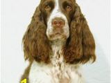 English Springer Spaniel Coloring Pages 81 Best Springers Images In 2018