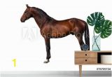 Exterior Wall Murals Cheap Uk Wall Murals Exterior Beautiful Bay Horse isolated On White