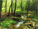 Forest Stream Wall Mural forest Wallpaper River forest Wall Mural Green forest