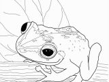 Free Frog Coloring Pages Coqui Frog Super Coloring