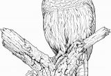 Free Owl Coloring Pages to Print Free Owl Coloring Pages