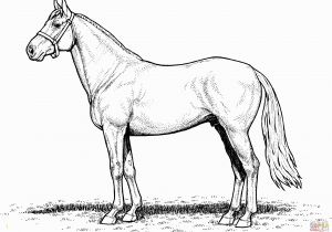Free Printable Horse Coloring Pages for Adults Advanced E Of them is Free Printable Horse Coloring Pages for Kids