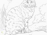 Free Printable Kitty Cat Coloring Pages Real Kitten Coloring Pages Lovely Hello Kitty Coloring Pages