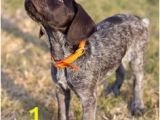 German Shorthaired Pointer Coloring Page 3949 Best Gsps Furever Images In 2019