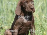German Shorthaired Pointer Coloring Page Beautiful Puppy Od German Shorthaired Pointer Stock