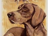 German Shorthaired Pointer Coloring Page Details About German Shorthaired Pointer Vintage Dog Art
