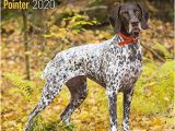 German Shorthaired Pointer Coloring Page German Shorthair Pointer Calendar 2020 Dog Breed Calendar Wall Calendar 2019 2020