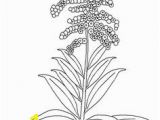 Goldenrod Coloring Page 311 Best A A Flowers Images On Pinterest