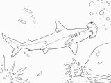 Hammerhead Shark Coloring Page Hammerhead Shark Color