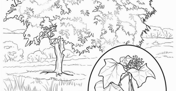 Hawaii State Tree Coloring Page Hawaii Coloring Pages Coloring Chrsistmas