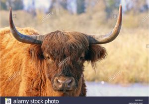 Highland Cow Coloring Page Haarschopf Stock S & Haarschopf Stock Alamy