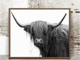 Highland Cow Wall Mural Buffalo Print Print In the 20×30 Size and Frame In A Walnut