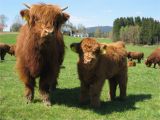 Highland Cow Wall Mural Cows Pictures