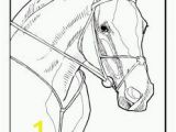 Horse Dressage Coloring Pages 20 Best Konji Images