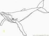 Humpback Whale Coloring Page 89 Best School Art Images