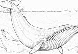 Humpback Whale Coloring Page Blue Whale Baby and Seals Super Coloring