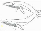Humpback Whale Coloring Page Blue Whale Coloring Page Pages Printable Whales