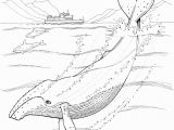Humpback Whale Coloring Page Humpback Whale Coloring Pages