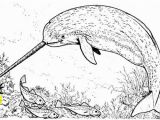 Humpback Whale Coloring Page Picture Of Narwhal Coloring Page