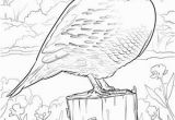 Idaho State Bird Coloring Page Idaho State Bird Coloring Page Idaho State Bird Coloring Page New