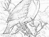 Iowa State Bird Coloring Page Iowa State Bird Coloring Page 28 Collection Nebraska State