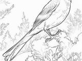 Iowa State Bird Coloring Page Iowa State Bird Coloring Page Alabama State Bird Coloring Page