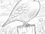 Iowa State Bird Coloring Page Iowa State Bird Coloring Page State Birds Gallery Kids Coloring