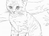 Kitten Coloring Pages to Print for Free Cat Coloring Pages for Adults Best Coloring Pages for Kids