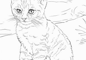 Kitten Coloring Pages to Print for Free Cat Coloring Pages for Adults Best Coloring Pages for Kids