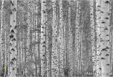 Komar Birch forest Wall Mural Birch Tree forest Black and White Wall Mural