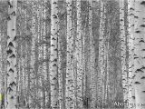 Komar Birch Wall Mural Birch Tree forest Black and White Wall Mural