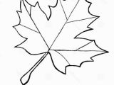 Maple Syrup Coloring Pages Sugar Maple Leaf Sketch Maple Leaves Coloring Pages to Use for
