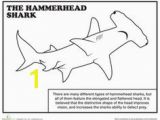 Megalodon Coloring Pages to Print 73 Best Shark Coloring Pages Images On Pinterest